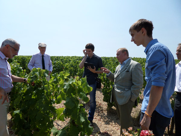 Дипломная работа: Виноделие во Франции